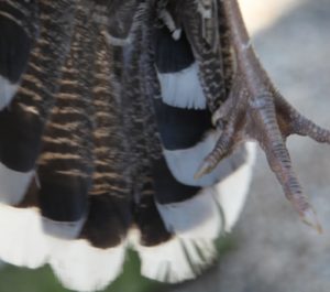 The tail feathers of the Royal Palm - The contrast of this black/white combination is truly radiant.