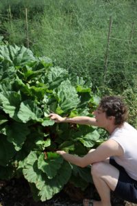 This was the very first time that Inbal had seen rhubarb growing in a garden.  She was amazed at the size of the plant's leaves, which, by the way, are poisonous!