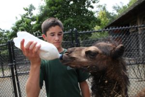 This is Zach feeding Coco.  The bottle contains a milk formula especially for camels.