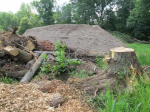 That stump was added to the rapidly growing pile of broken trees that will eventually be passed through a stump grinder and turned into rich compost.