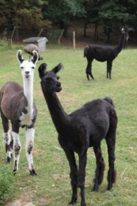 The llamas also had a baby recently.