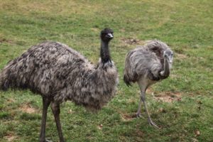 These birds live in the llama pen.  The one on the left is an emu and the other is a rhea.  Like the ostrich, these are flightless birds.