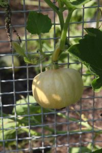 An immature Long Island Cheese pumpkin suspended on the fence