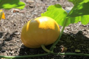 This pumpkin is growing larger and deeper in color every day.