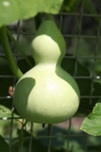 This bottle gourd will reach a nice large size.