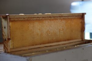 Lifting out a frame, it seems that the bees have made a very light color honey this year.