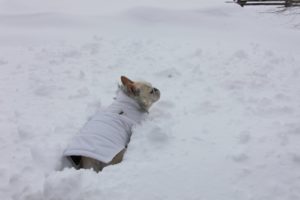 I think it's time for a little romp.  Remember how much fun it is to romp in the snow?
