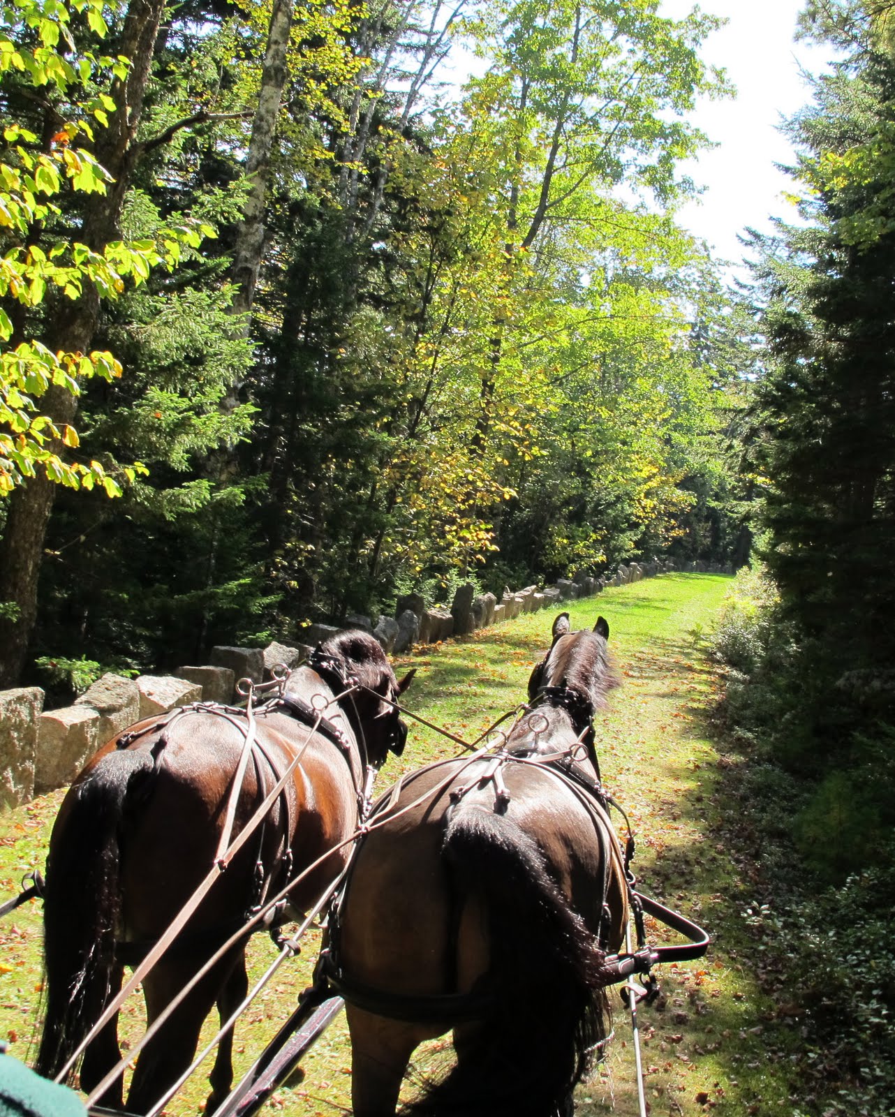 Carriages of Acadia - Home page for horse carriage rides at Acadia
