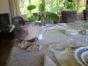 A mallard duck and kiwis from the terrace