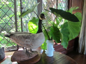 A Canada goose with ferns and alocasia leaves