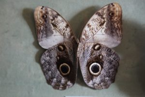 Is one of the best examples of mimicry in the butterfly world. The eyes actually scare predators away.  The rest of the wing even mimics owl feathers.