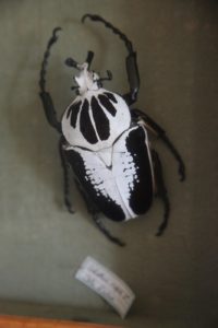 A closer look at a female specimen found in the ivory Coast.  These are the only beetles in my collection.