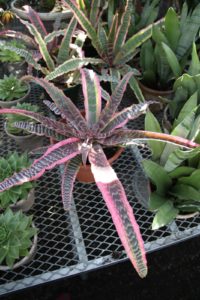 Bromeliad leaves can be curled, splayed, or twisted, and some are striped or splattered with different colors, like this showy one.