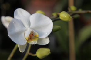 A beautiful phalaenopsis, which, by the way, is one of the easiest orchids to grow.  This one has many more flowers coming.