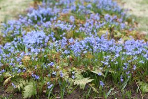 This long bed of bright blue scilla is a welcome sight.