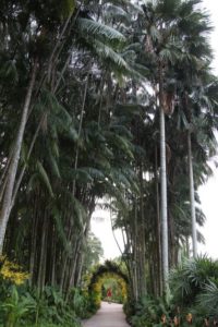 We walked through this impressive allee of tall palms.