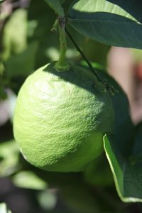 Citrus Ponderosa lemon still green