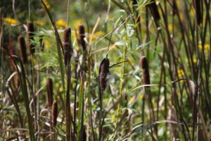 If you find cattails growing, it is a sure sign of the presence of water.