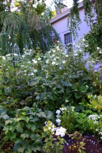 A view of the white garden outside my back door