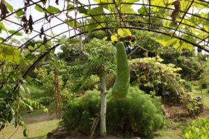 These arch supports are great for growing squash and gourds.