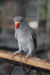 I love the red beak on this gray parrot.