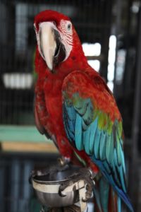 This macaw really took a liking to Sophie's camera.