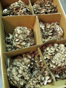 Maitake mushrooms from Japan - also called Hen-of-the-Woods, are wonderful for eating but are also valued for their many medicinal qualities, including new cancer studies.