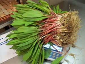 And these ramps, or wild leeks, were flown in from the Pacific northwest, where they are currently in season.