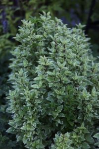 Pesto Perpetuo Sweet Basil - frequently used in Italian cooking, is the main ingredient in pesto.  This variegated form has an especially mild, sweet flavor.