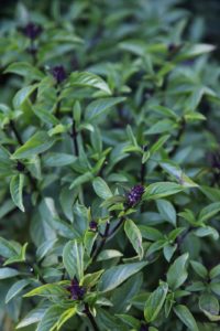 Thai basil is a cultivar of sweet basil that is popular in stir-fries, curries, and salads.