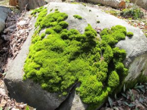 Moss-covered rocks fascinate me.