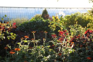 The daisy-like flowers are Tithonia, or Mexican sunflowers.  They thrive in heat and humidity.  The red leaves are coleus.
