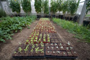 All of the transplanted herb plants were moved to the vegetable greenhouse where they will continue to grow before being hardened off for planting outdoors.