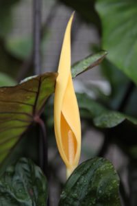 A gorgeous buttery-yellow flower of an alocasia