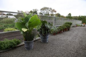 These giant plants will soon be placed indoors.