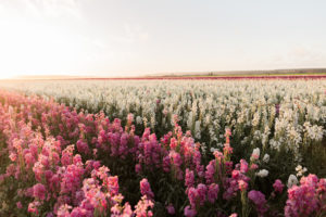 Look at what these farms produce - rows and rows of stunning blossoms. (Photo provided by Certified American Grown Flowers)