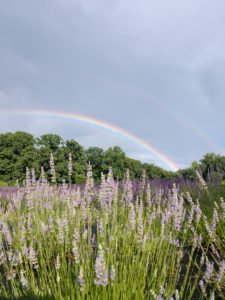 Here is a photo Kevin took of one of their lavender fields after a summer shower. While lavender is often considered an herb, it is actually a herbaceous perennial with up to 400 different varieties. Kevin and Sophia grow seven of them. The first variety Kevin and Sophia planted was “Provence,” a French cultivar developed in the United States. Striking a balance between English and French cultivars has produced the best results for the farm. Kevin and Sophia also grow a very rare yellow North African variety of lavender.