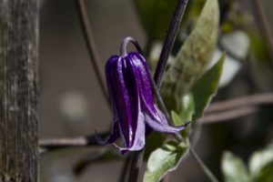 An unfurling clematis bloom