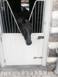 Ben Chunch pokes his head out of the stall to watch the world go by.