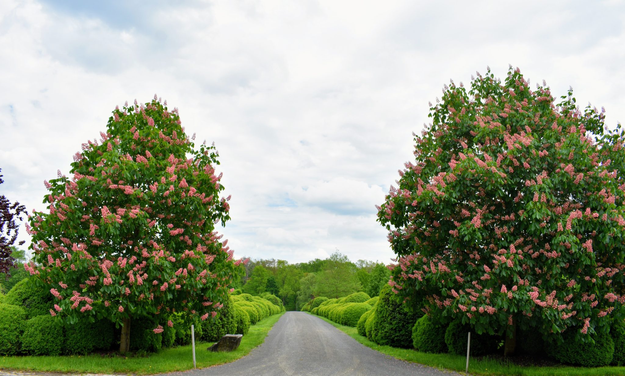 My Blooming Horse-Chestnut Trees - The Martha Stewart Blog