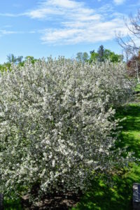 This photo of the crabapples was taken from the hayloft window in my stable. Very few ornamental trees offer such a variety of tree shapes, sizes, bloom shades, and fruits. The crabapple has more than 35 species and 700 cultivars.