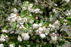 Both crabapple and apple trees have clustered five-petaled blossoms with about 15 to 20 stamens in the center. Crabapple flower buds are attractive even before opening, developing color as they swell. Unfortunately, these blooms don’t last long – they start to fade after about a week.
