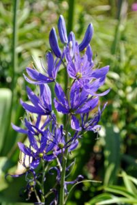 Here is Camassia in a darker shade of blue. Camassia is a genus of plants in the asparagus family native to Canada and the United States. It is also known as camas and is best grown in moist, fertile soil and full sun. Camassia is incredibly valuable since it naturalizes well when left undisturbed in a good spot.