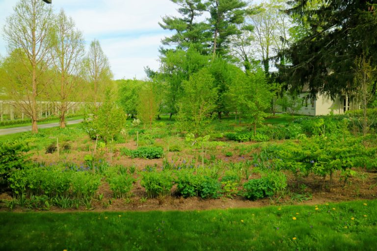 My Thriving Stewartia Garden - The Martha Stewart Blog