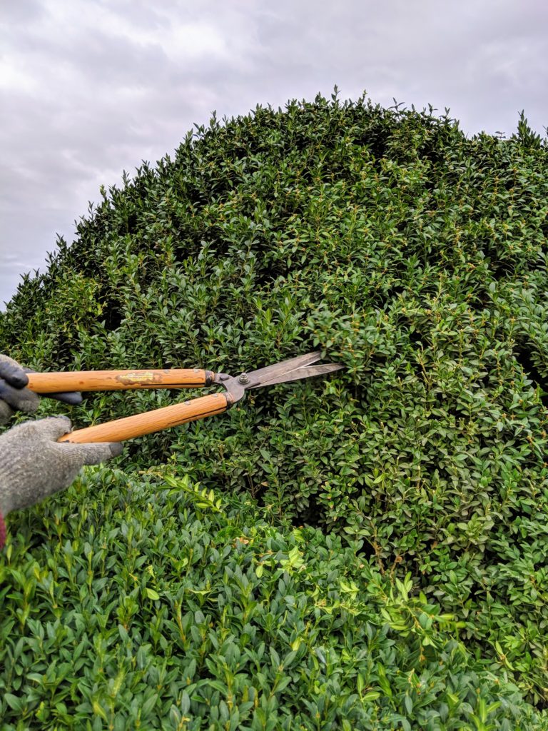 Caring for My Boxwood at the Farm - The Martha Stewart Blog