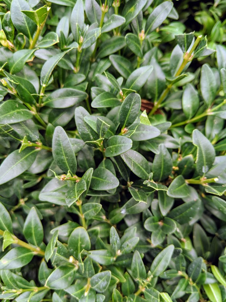 Caring for My Boxwood at the Farm - The Martha Stewart Blog