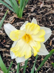Be sure daffodils are planted where there is room for them to spread, but not where the soil is water-logged. After daffodils bloom in the spring, allow the plants to continue growing until they die off on their own. They need the time after blooming to store energy in their bulbs for next year’s show.