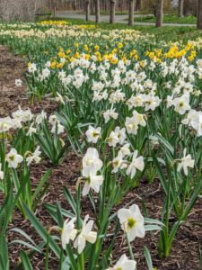 I plant early, mid, and late-season blooming varieties so that sections of beautiful flowers can be seen throughout the season. My great daffodil border is broken up into various groupings – different varieties, different shapes and sizes, and different blooming times. This provides a longer splash of color. There are more than 40 varieties planted in the daffodil border.