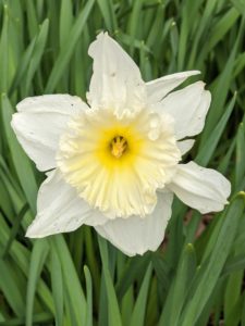I take stock of my daffodils every year to see what is growing well and what is not, so I can learn what to remove, where to add more, and what to plant next.
