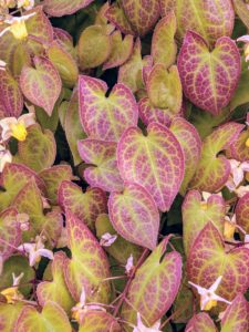 Epimediums are long-lived and easy to grow and have such attractive and varying foliage. Epimedium, also known as barrenwort, bishop's hat, and horny goat weed, is a genus of flowering plants in the family Berberidaceae.